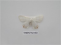 藏品(尺蛾332)的圖片